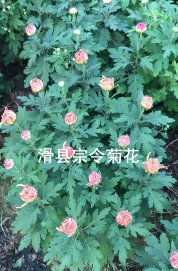短日照菊花
