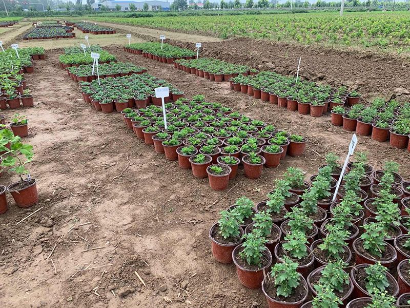 種植基地